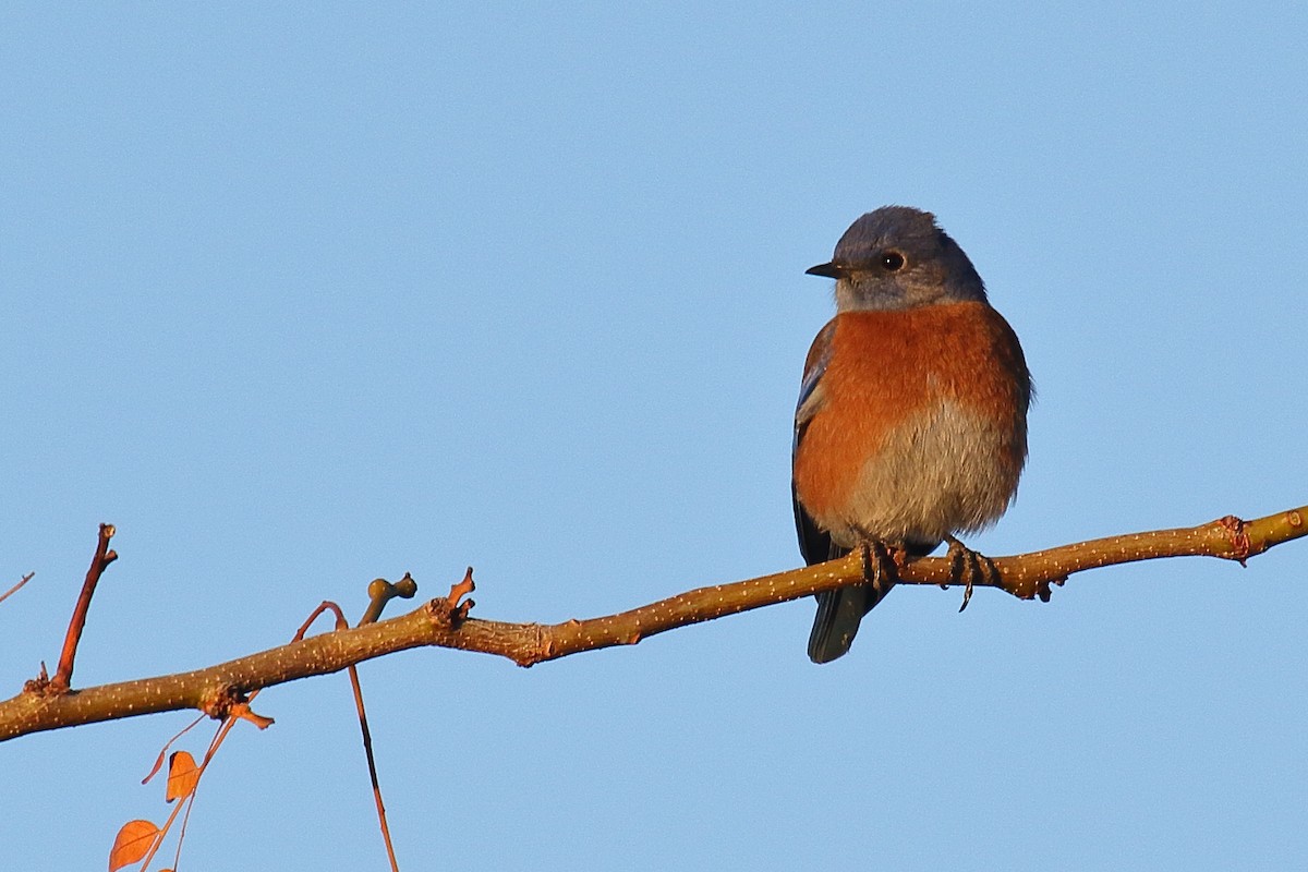 Western Bluebird - ML646610624
