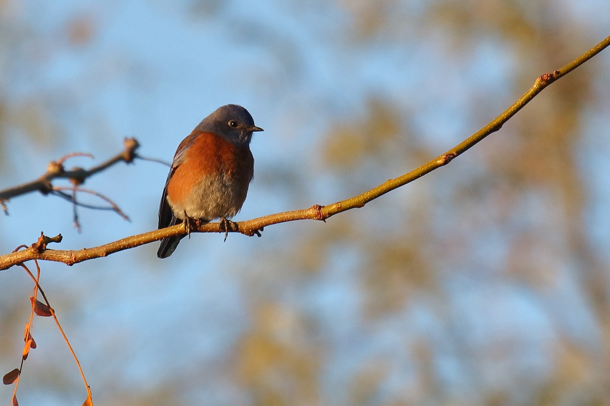 Western Bluebird - ML646610625