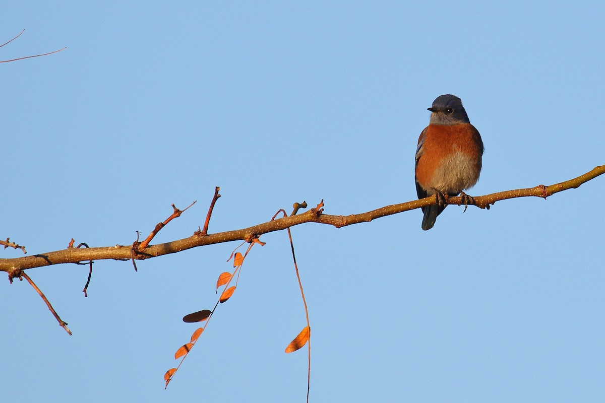 Western Bluebird - ML646610626