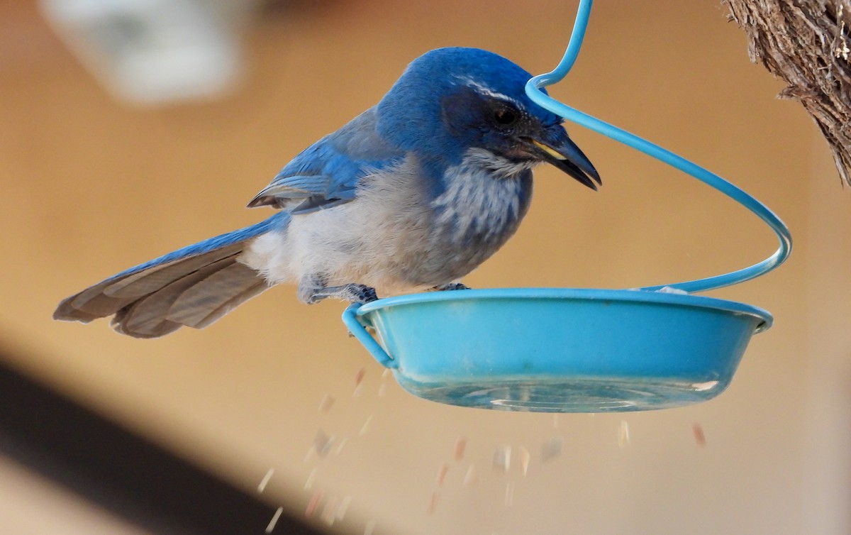 Woodhouse's Scrub-Jay - ML646610627