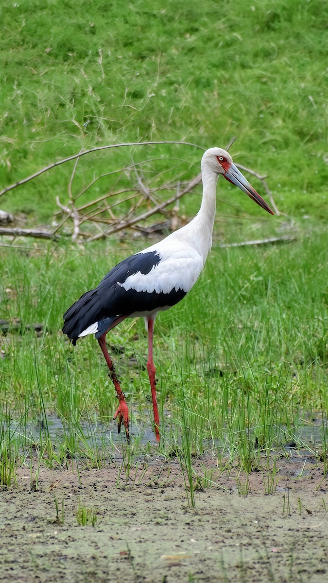 Maguari Stork - ML646610629