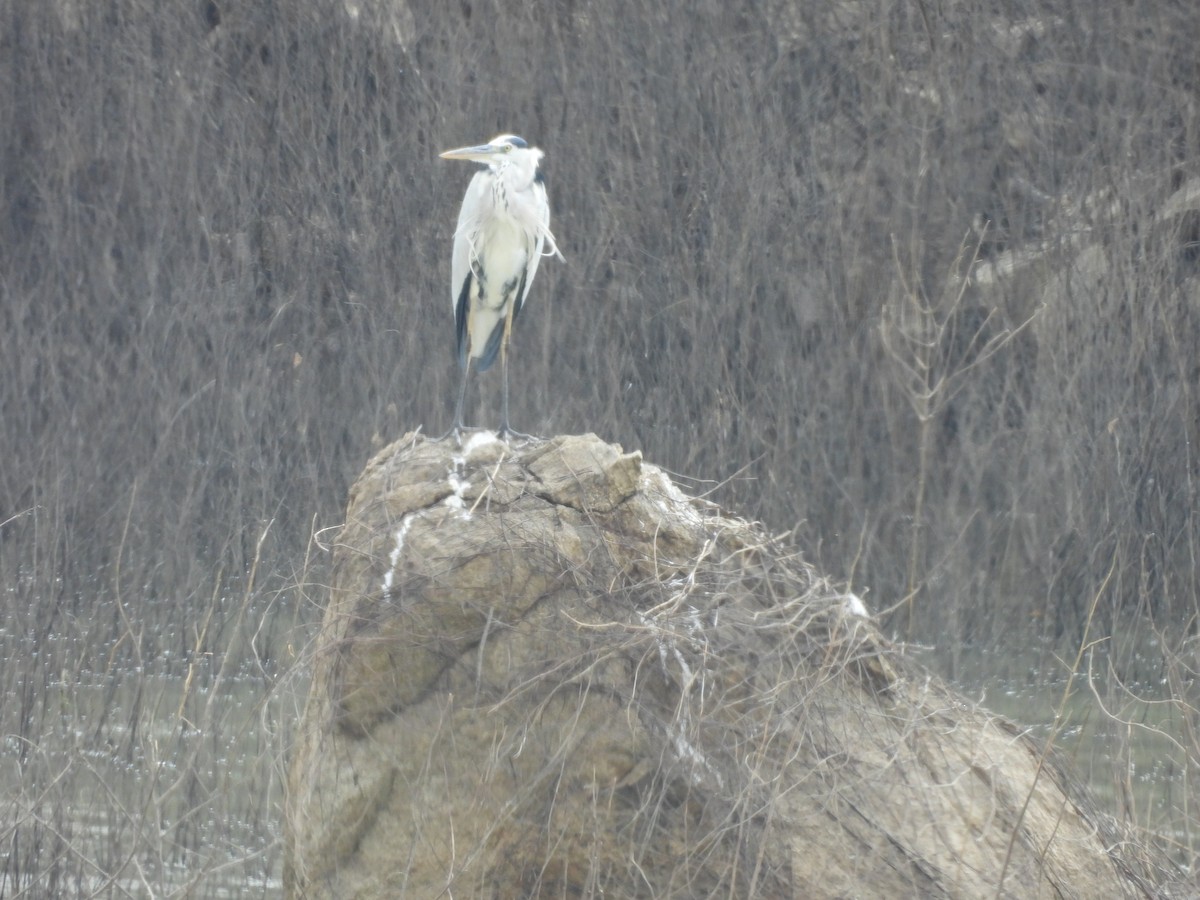 アオサギ - ML646610630