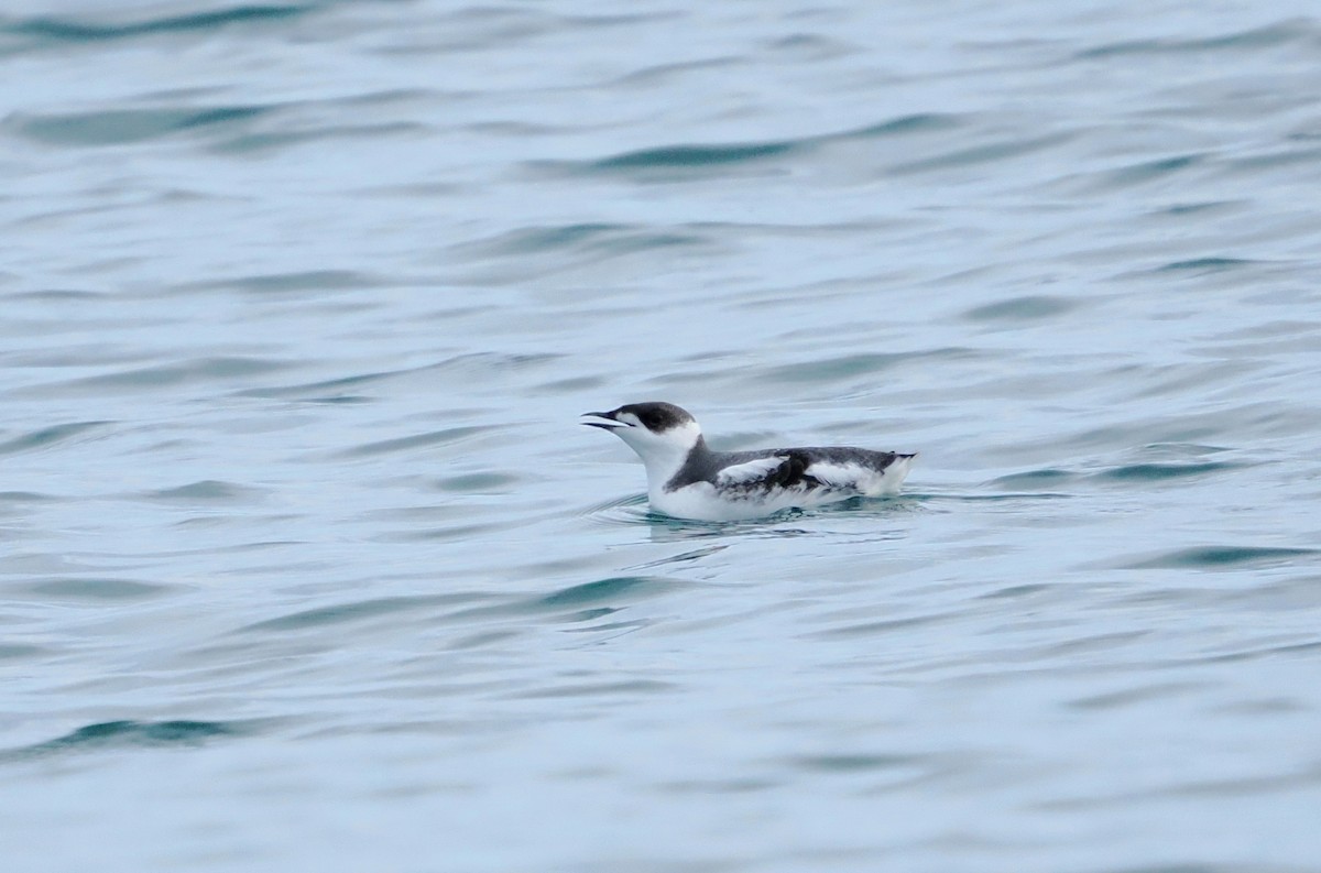 Marbled Murrelet - ML646610631