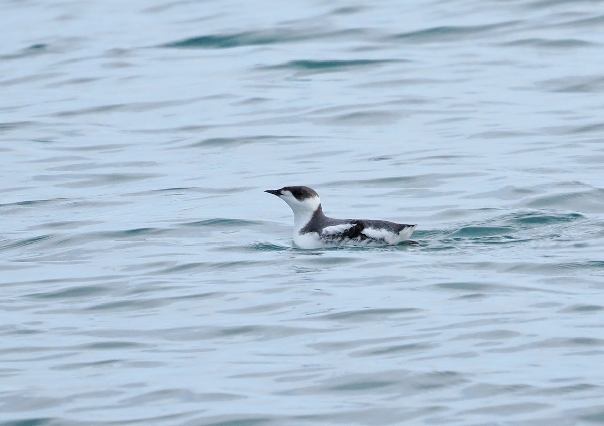Marbled Murrelet - ML646610632