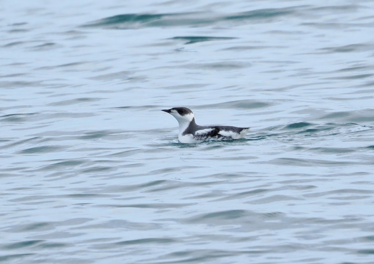 Marbled Murrelet - ML646610633