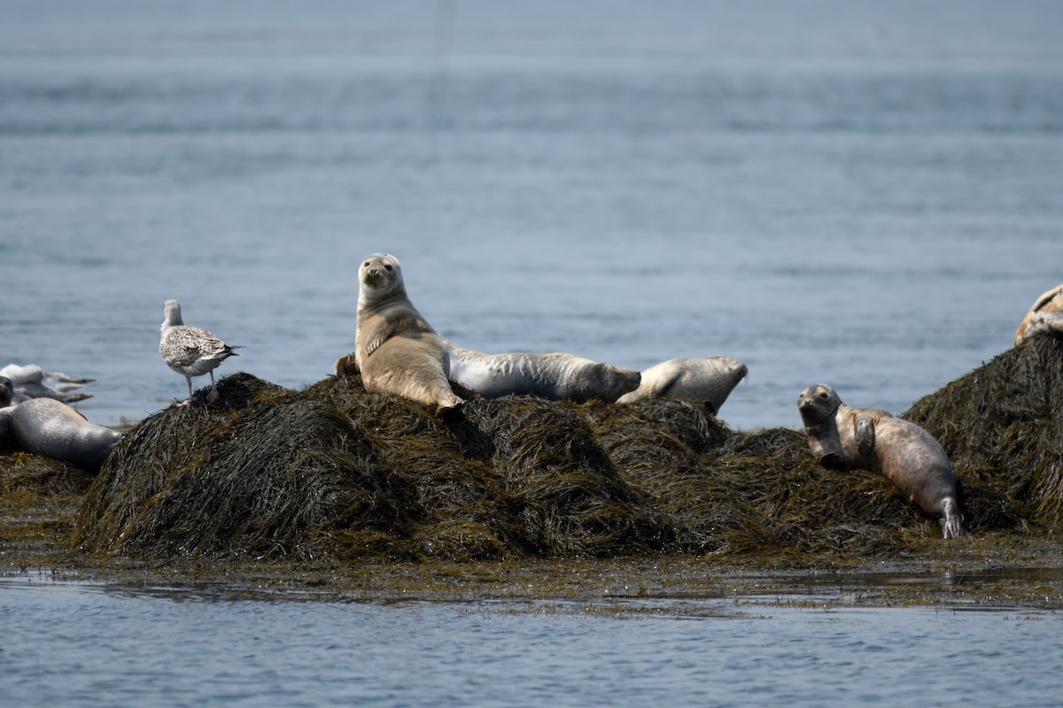 Atlantic Harbor Seal - ML646610634