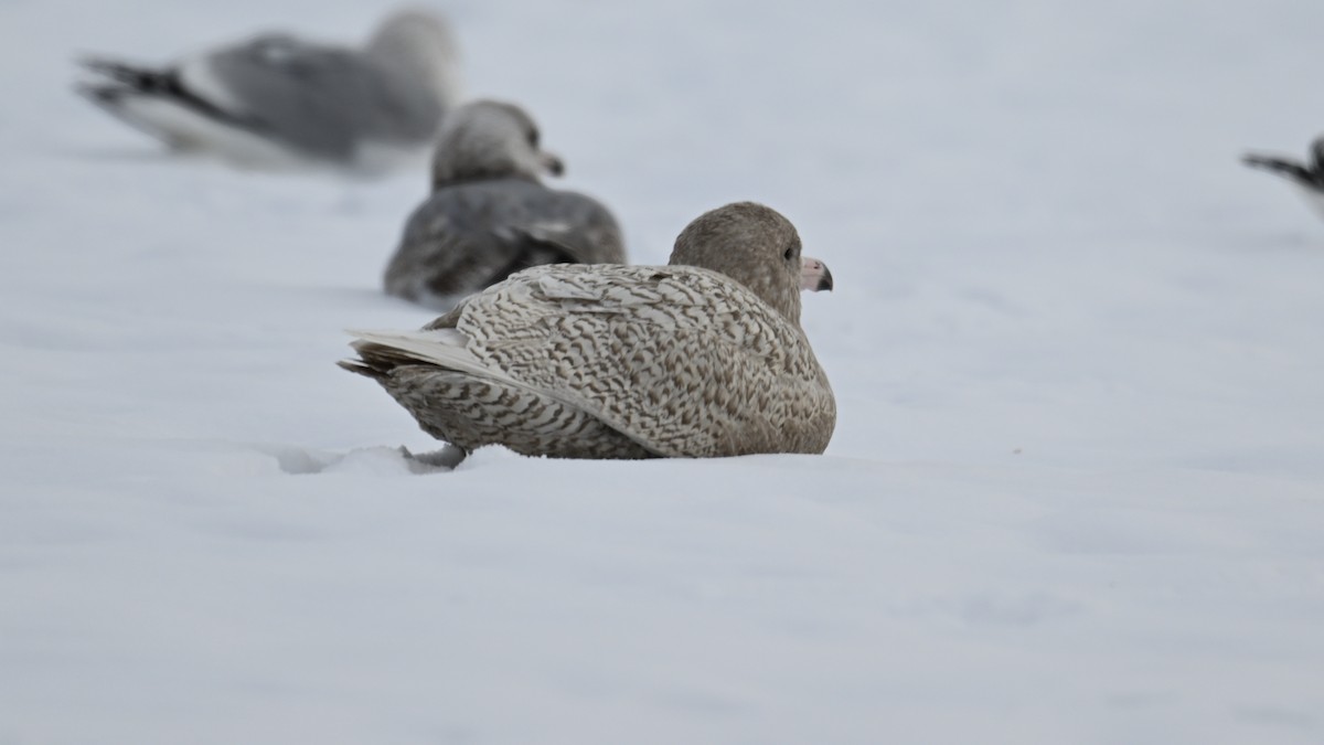 シロカモメ - ML646610635