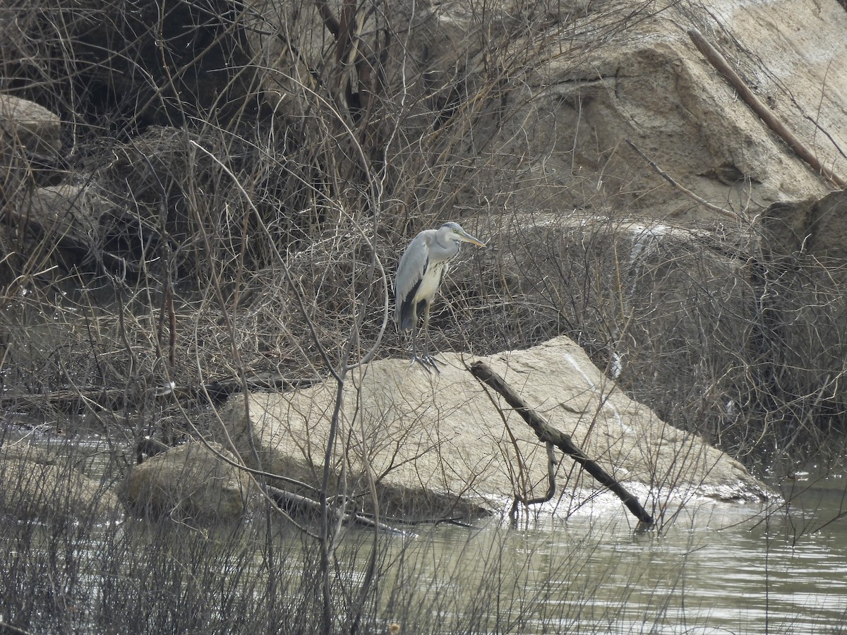 アオサギ - ML646610636