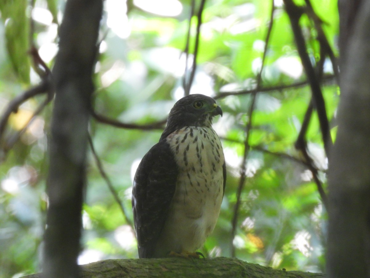 Double-toothed Kite - ML646610637
