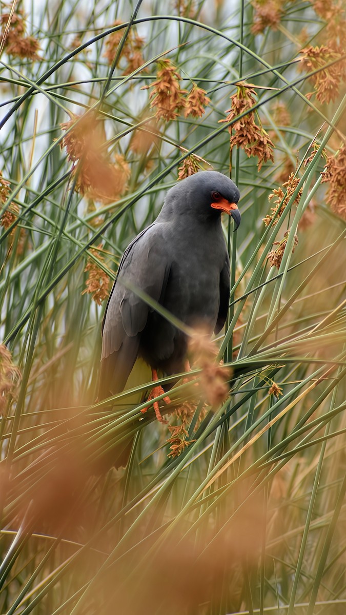 plžojed bažinný - ML646610642