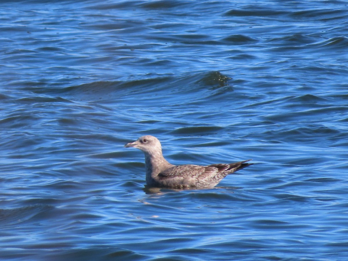 American Herring Gull - ML646610643