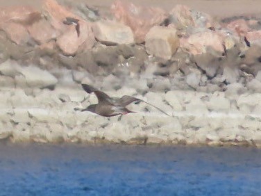 American Herring Gull - ML646610645