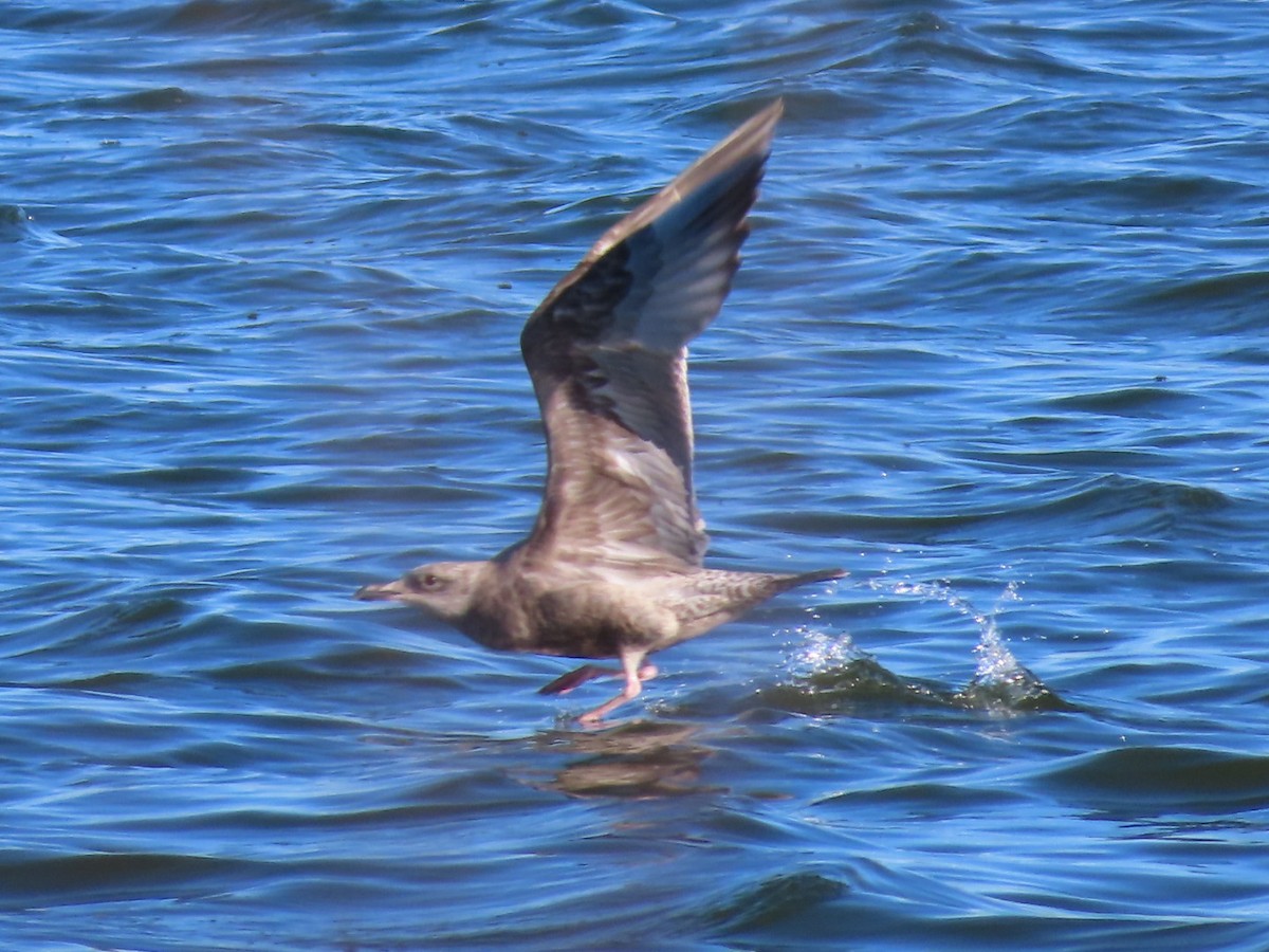 American Herring Gull - ML646610646