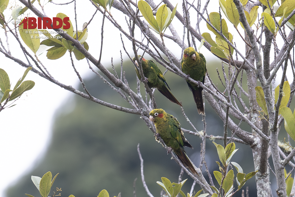 Котора коста-риканський - ML646610650