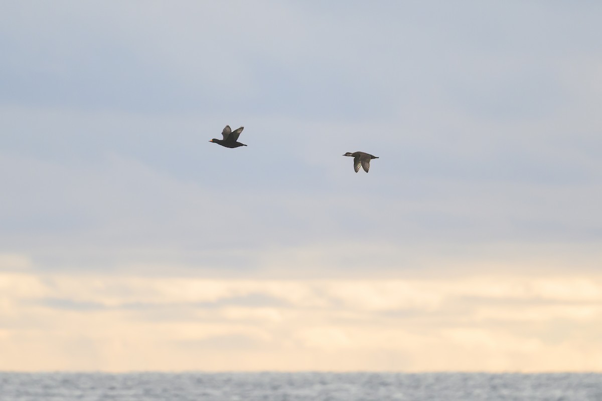 Американская синьга - ML646610651