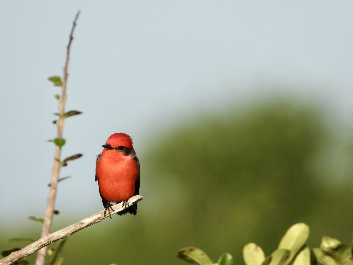 Vermilion Flycatcher - ML646610652