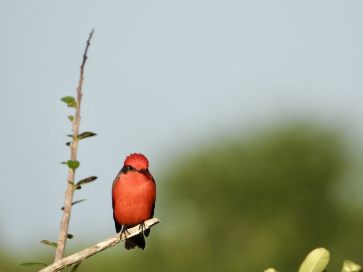 Vermilion Flycatcher - ML646610653