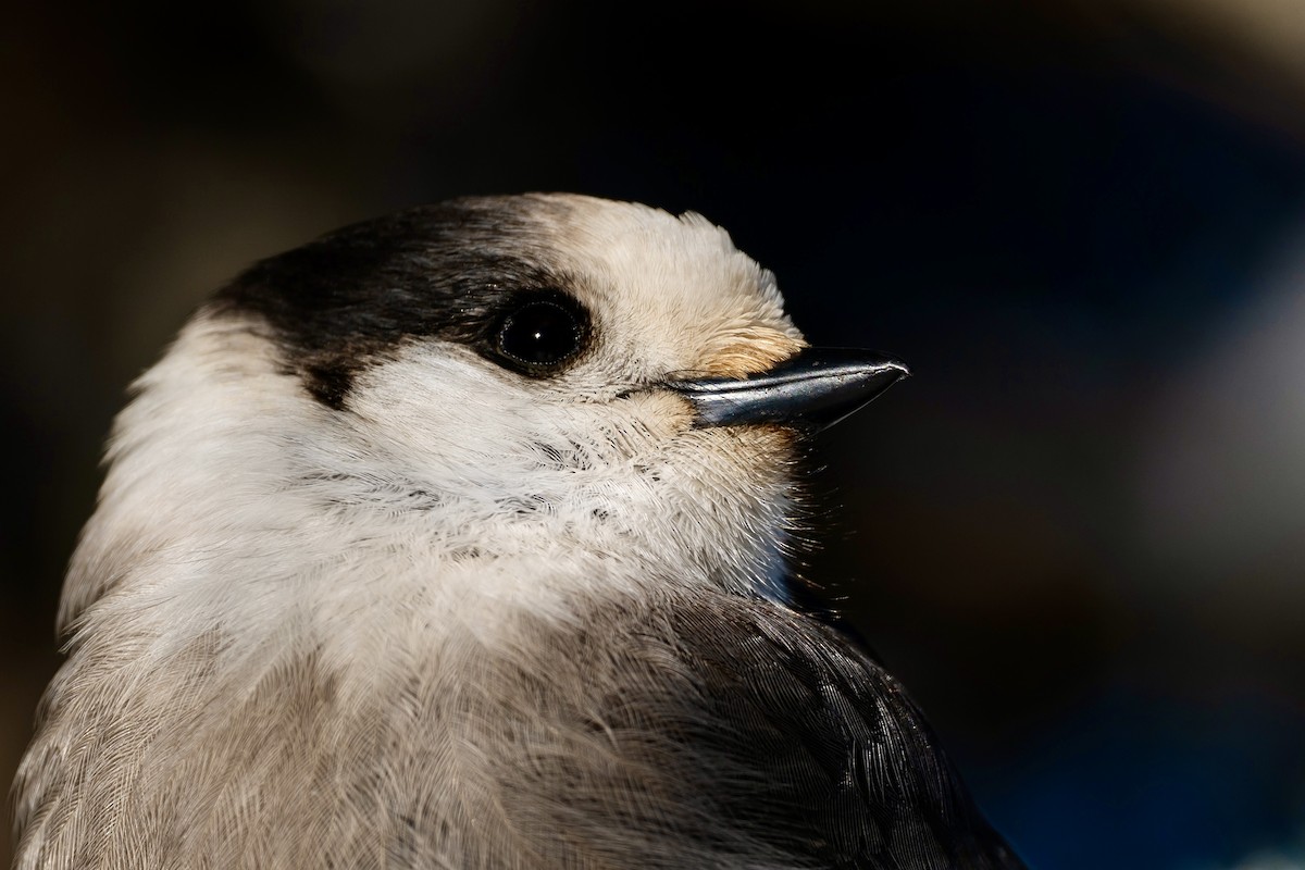 Canada Jay - ML646610657