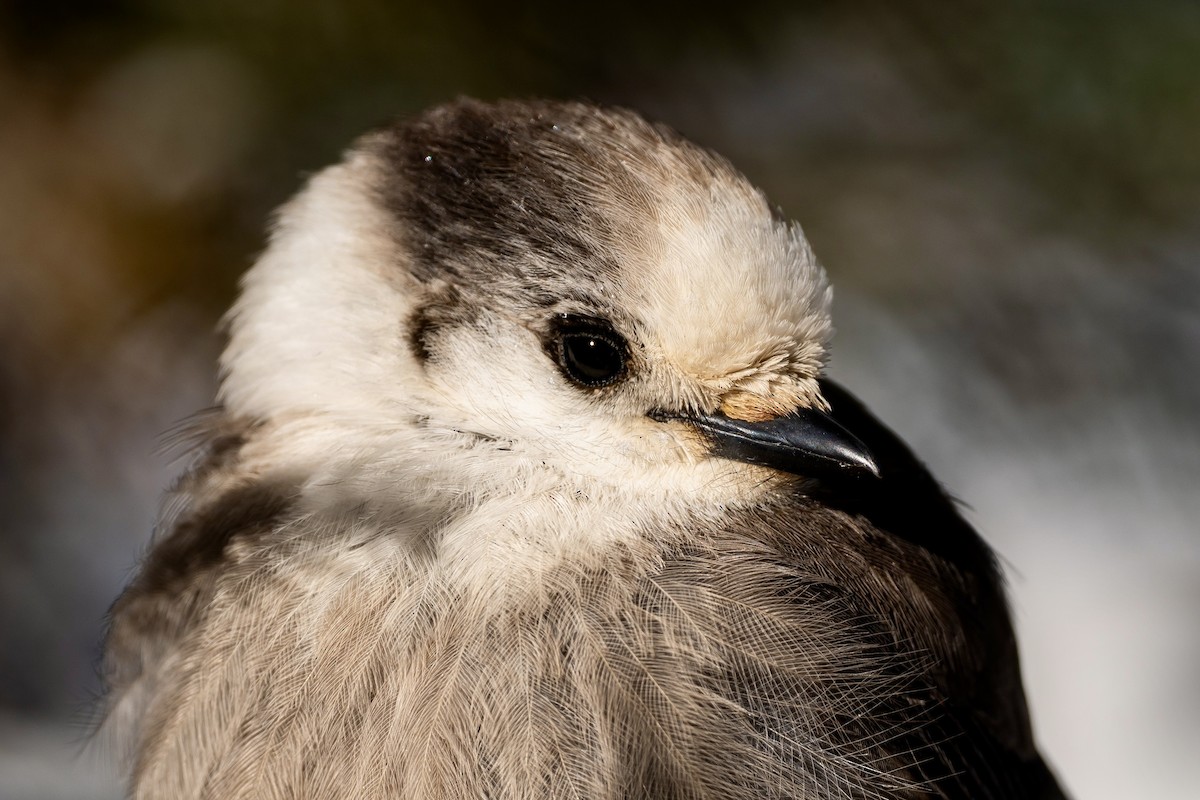 Canada Jay - ML646610658