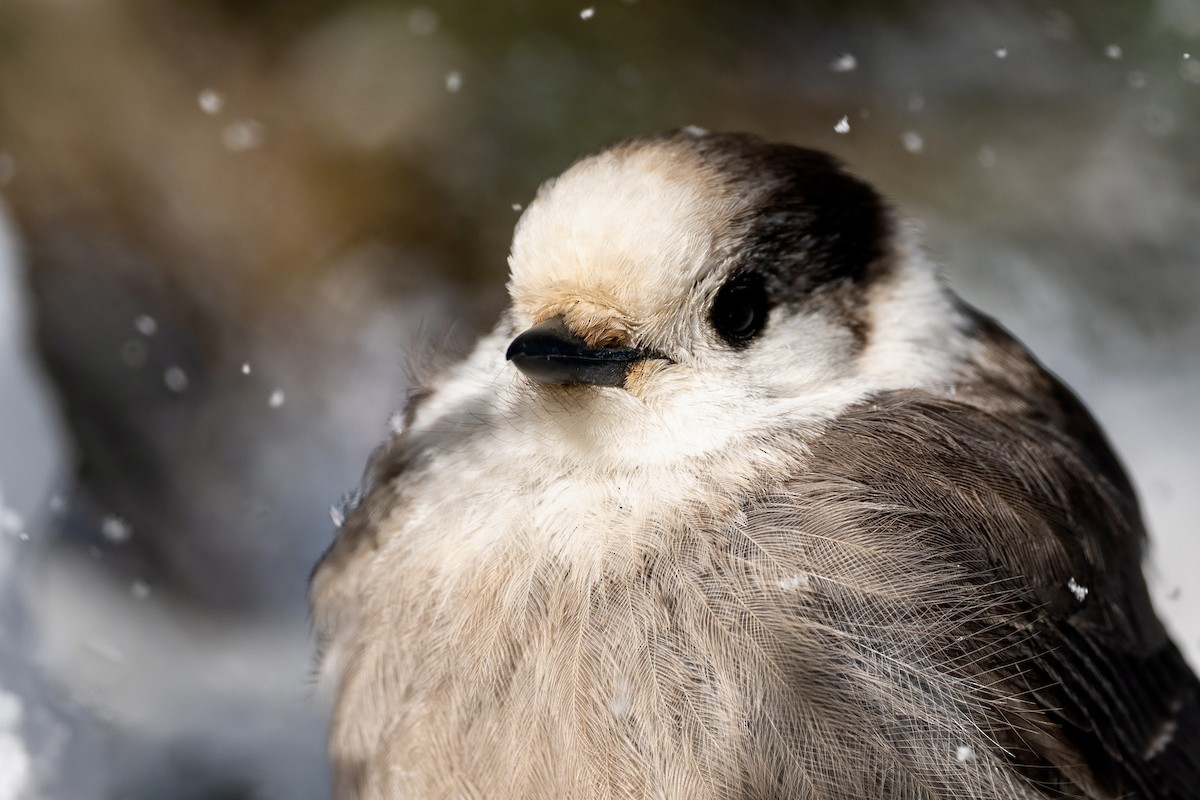 Canada Jay - ML646610659