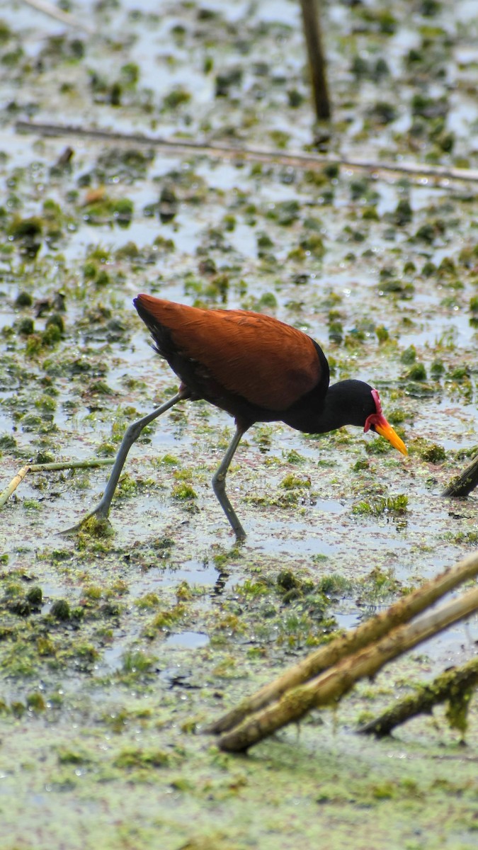 ostnák jihoamerický - ML646610660