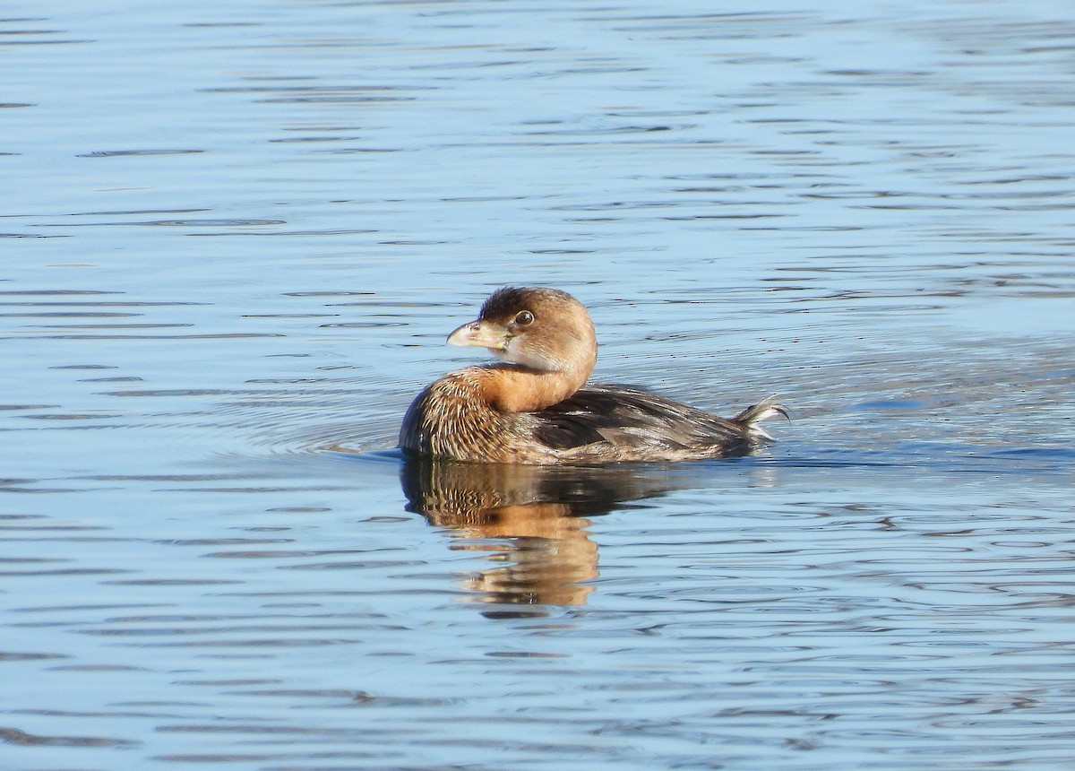 Pied-billed Grebe - ML646610668