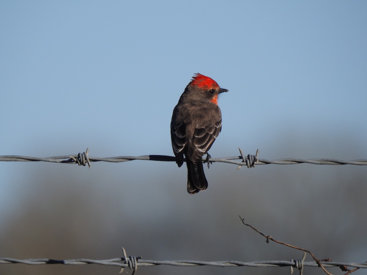 Vermilion Flycatcher - ML646610674