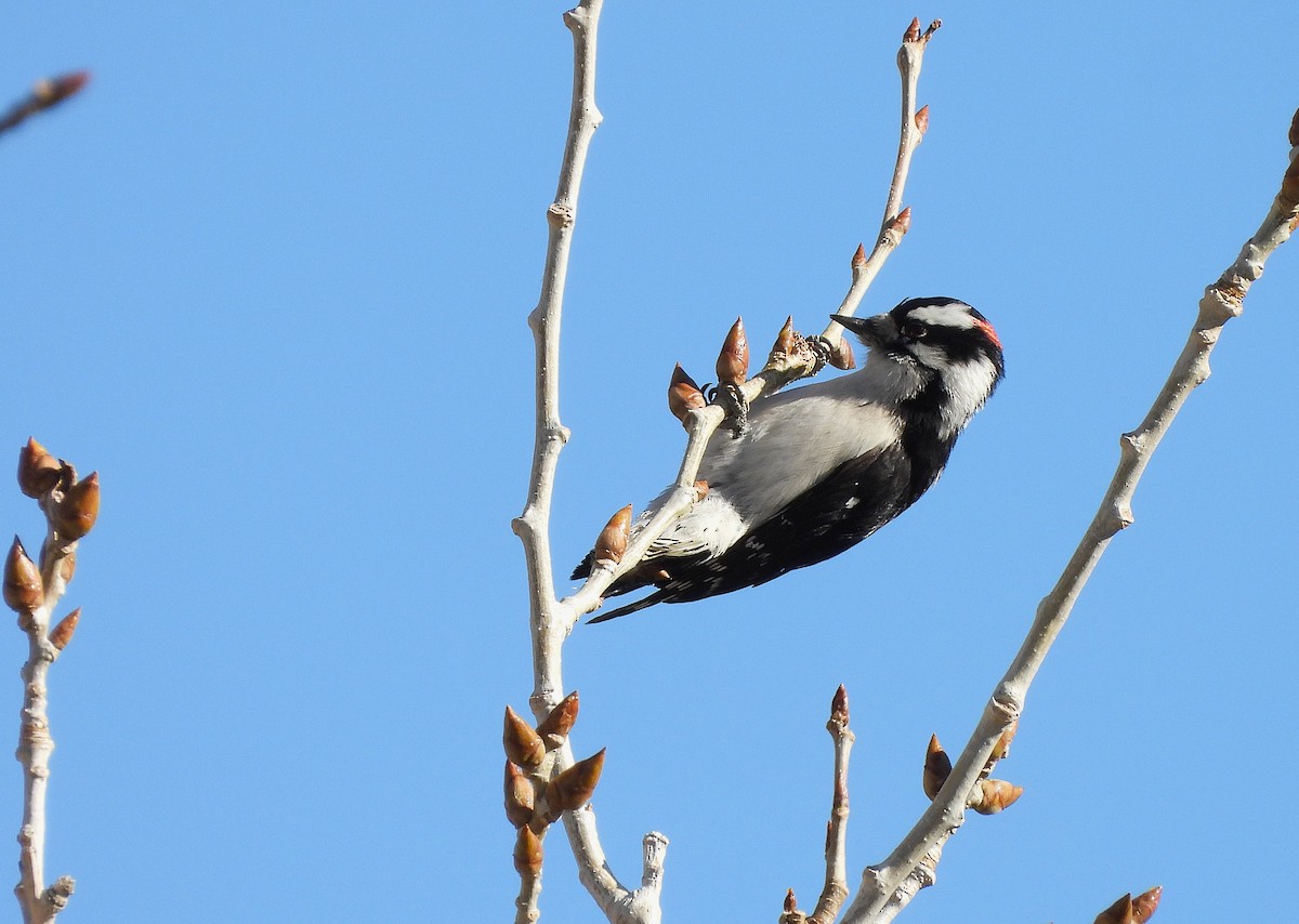 Downy Woodpecker - ML646610675