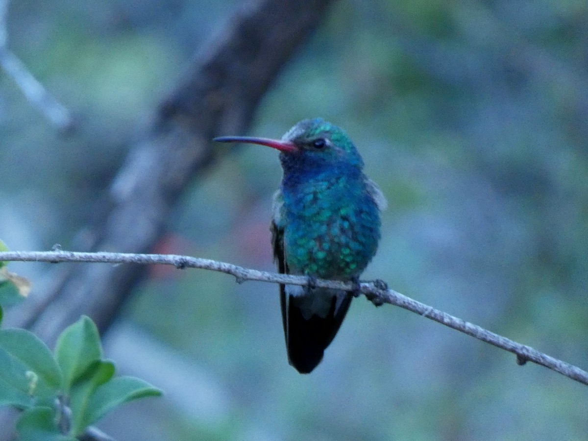 Broad-billed Hummingbird - ML646610678