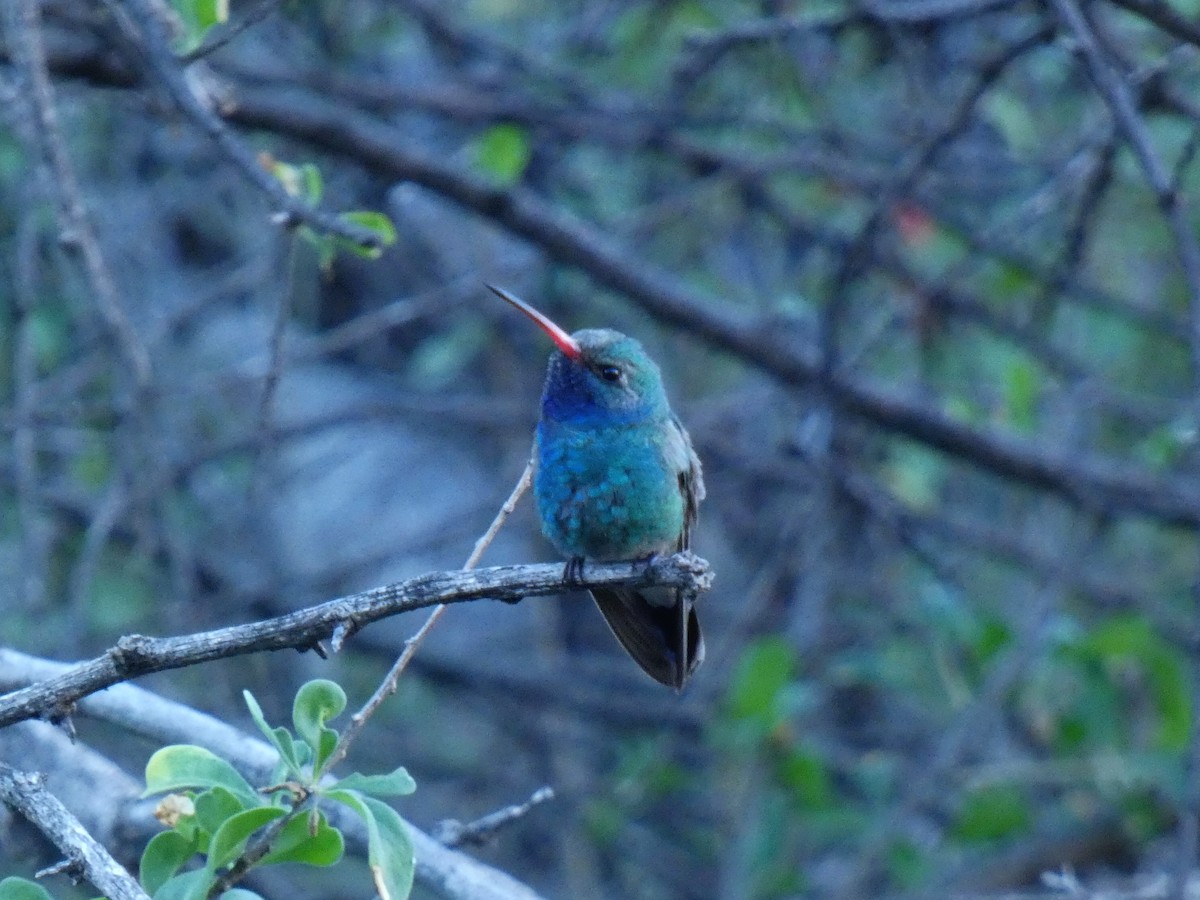 Broad-billed Hummingbird - ML646610679