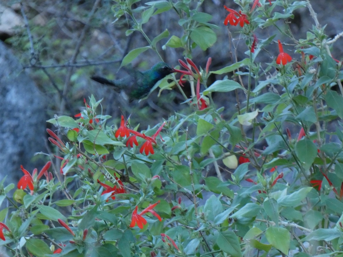 Broad-billed Hummingbird - ML646610680