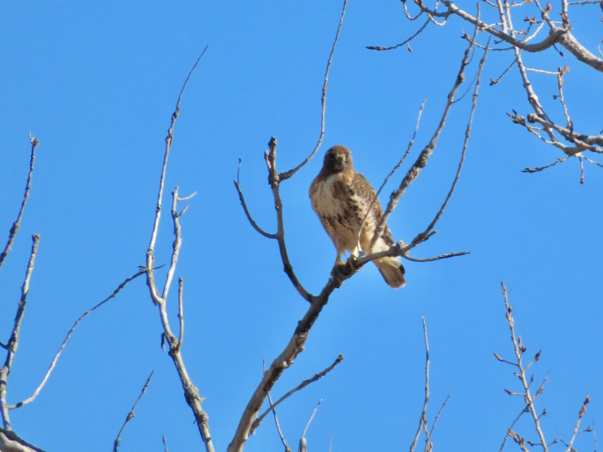Red-tailed Hawk - ML646610681