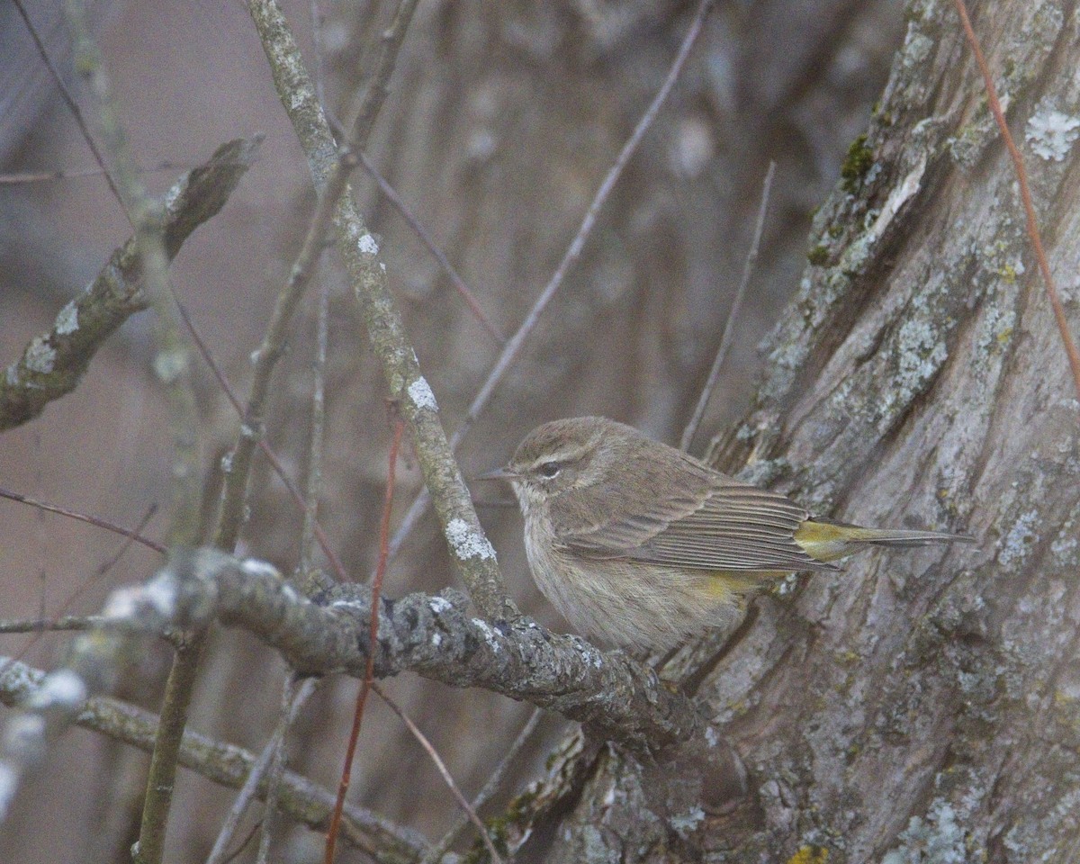 Paruline à couronne rousse (palmarum) - ML646610683