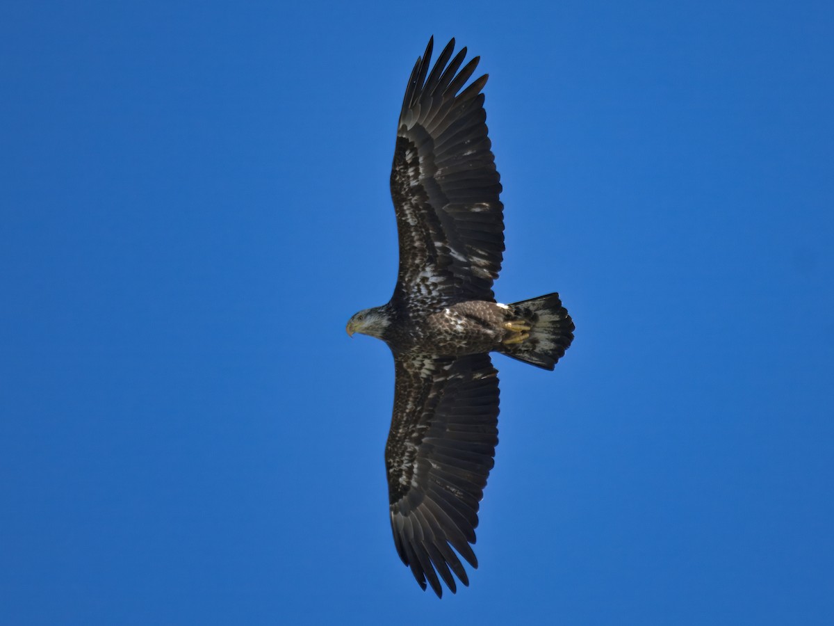 Pigargo Americano - ML646610684