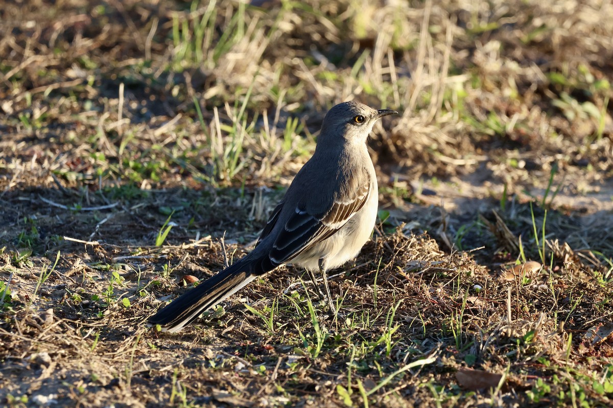 Northern Mockingbird - ML646610687