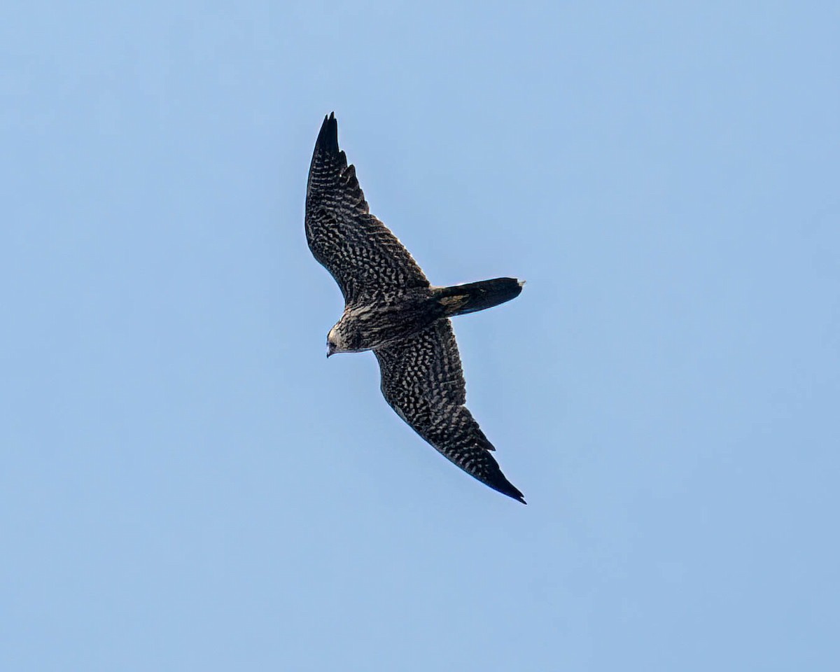 Peregrine Falcon - ML646610688