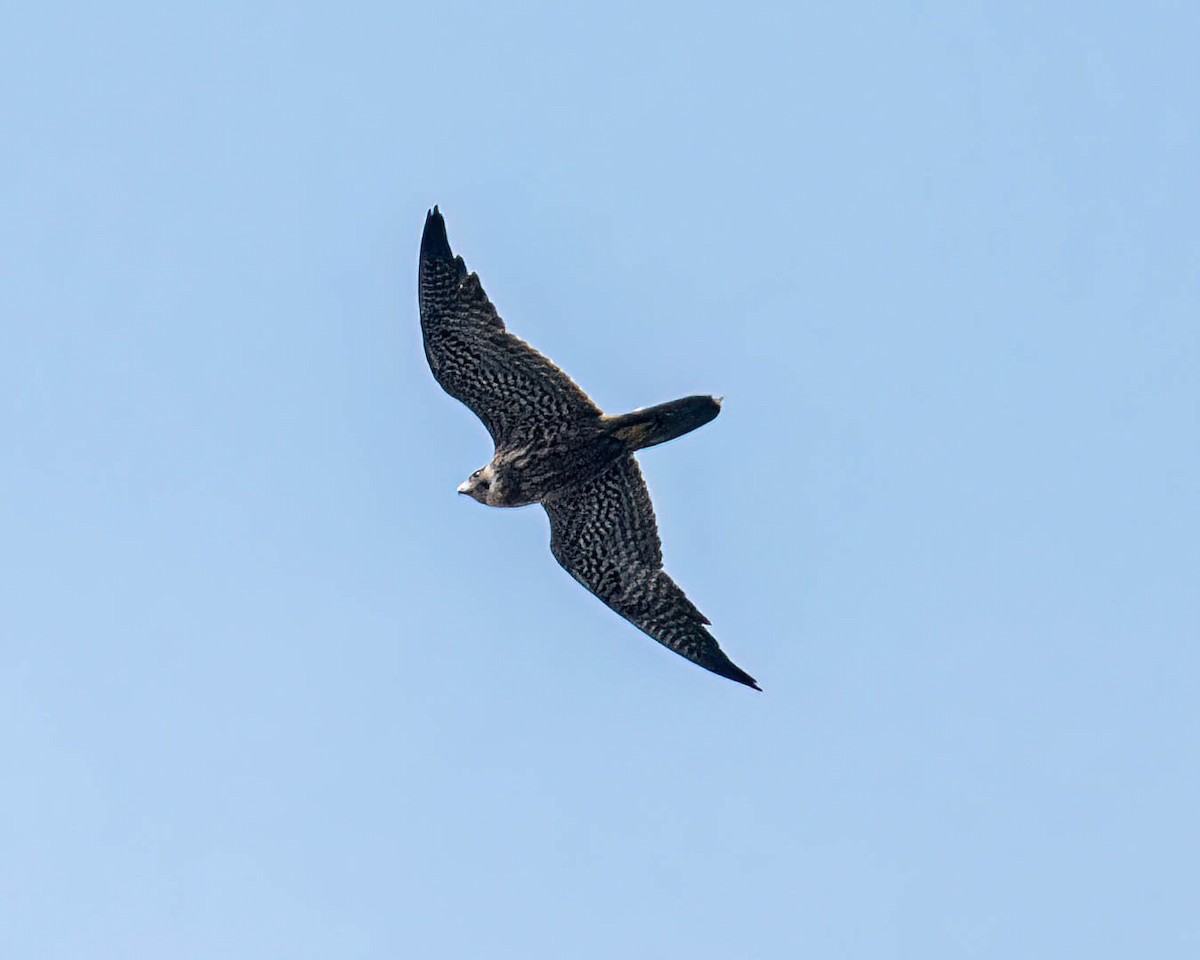 Peregrine Falcon - ML646610689