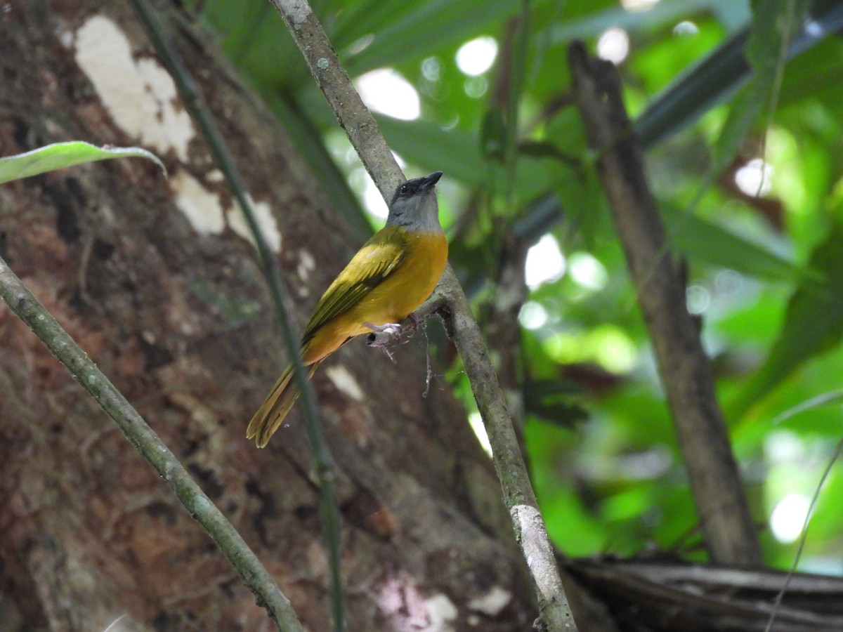 Gray-headed Tanager - ML646610690