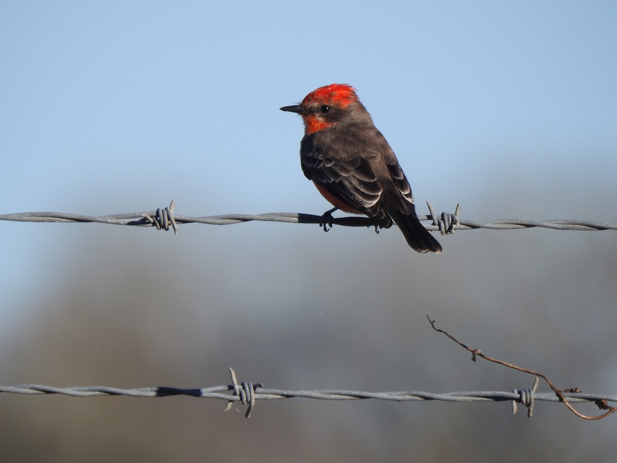 Vermilion Flycatcher - ML646610691