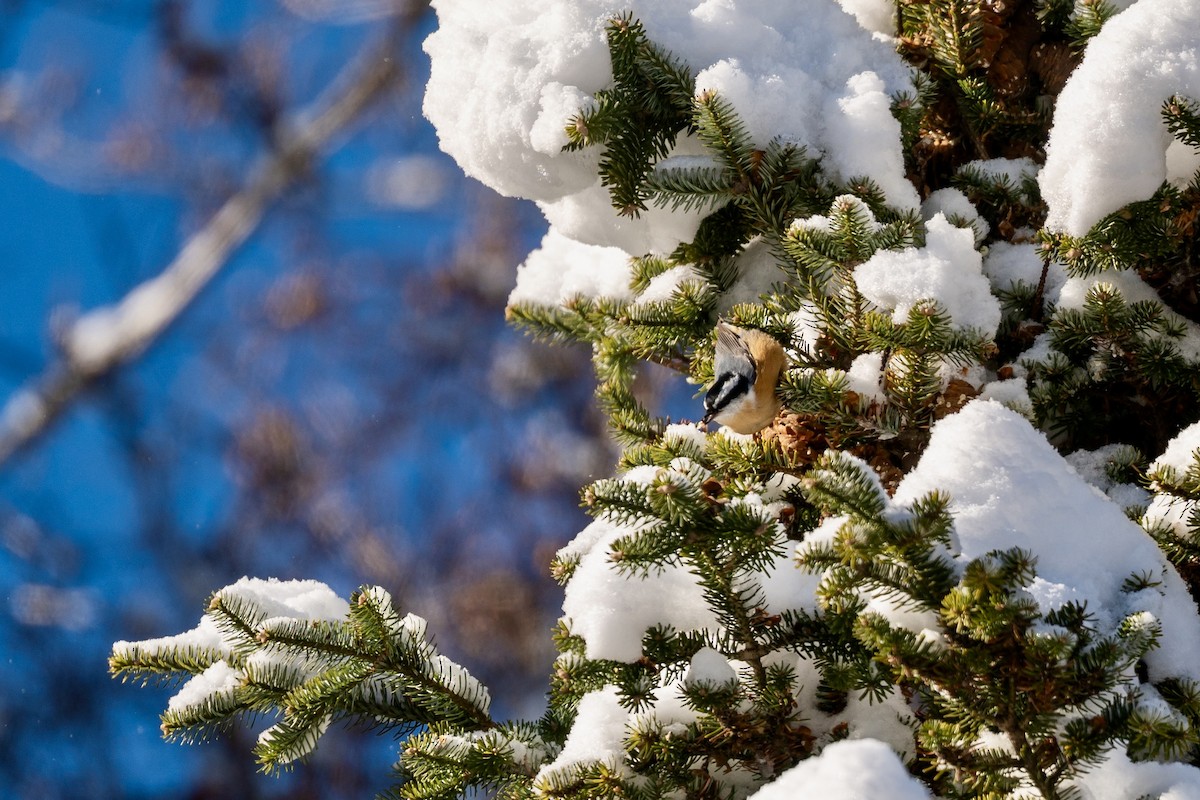 Red-breasted Nuthatch - ML646610694