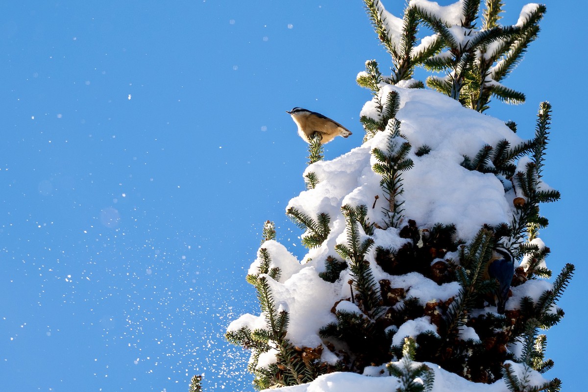 Red-breasted Nuthatch - ML646610695