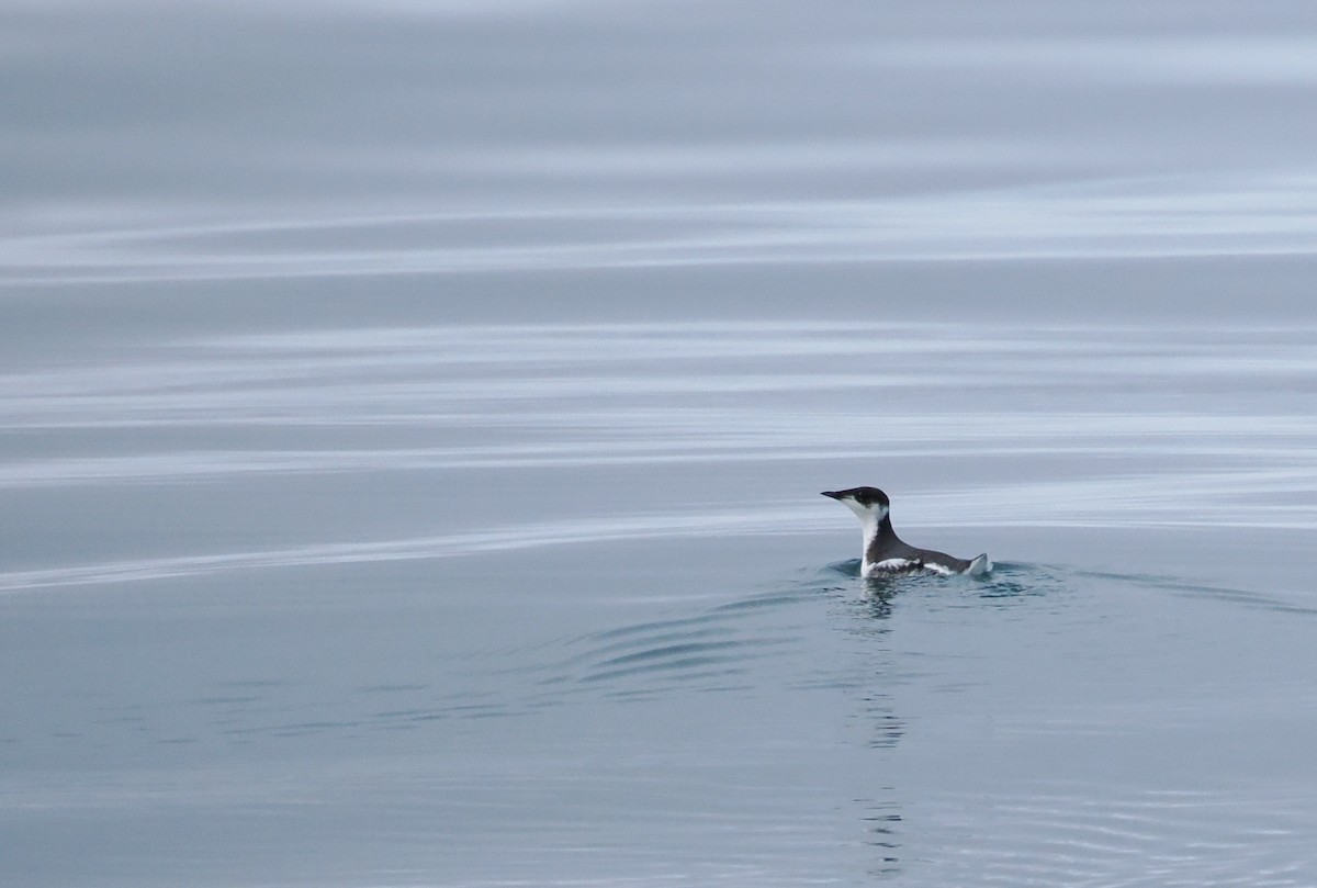 Marbled Murrelet - ML646610697