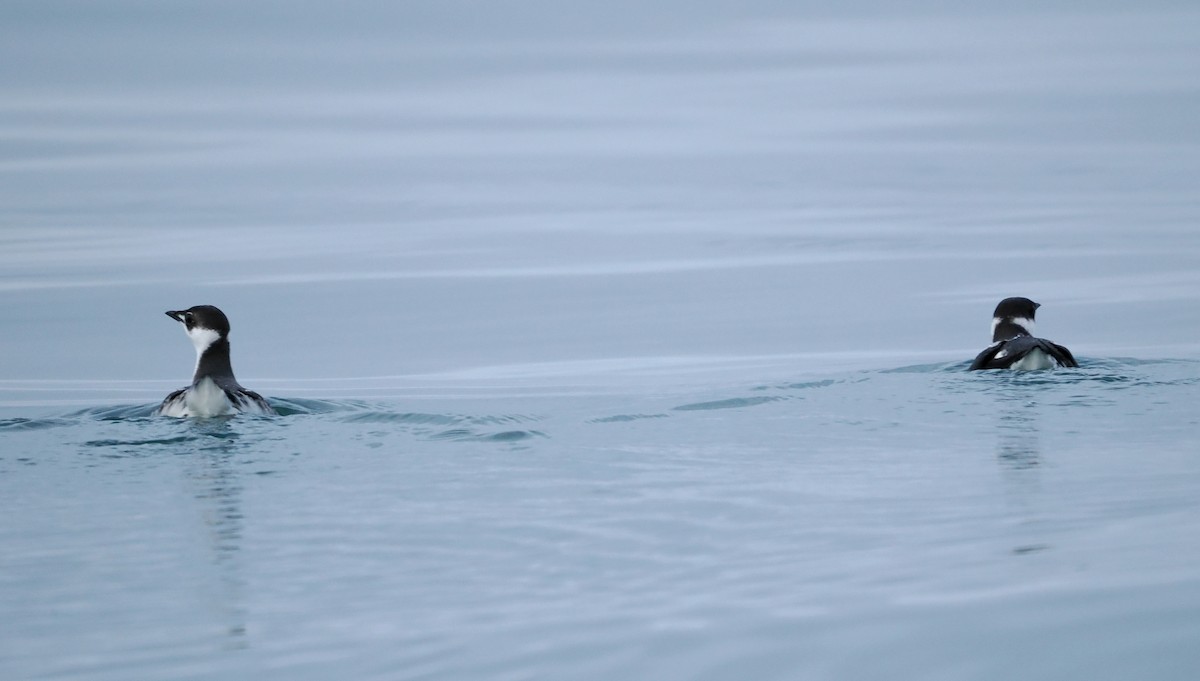 Marbled Murrelet - ML646610698