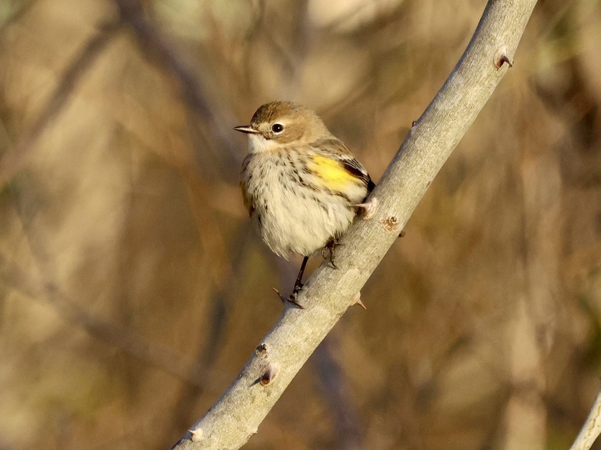 Yellow-rumped Warbler - ML646610700