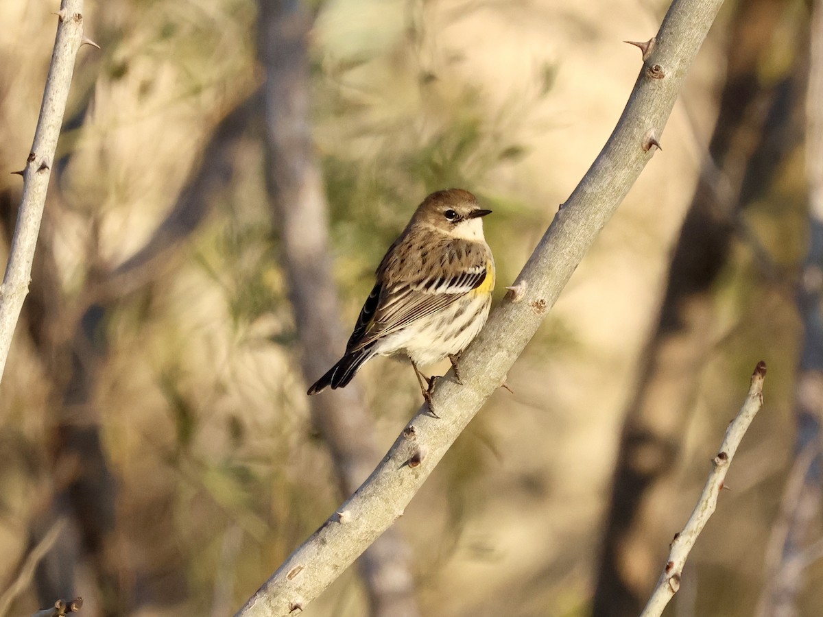 Yellow-rumped Warbler - ML646610701