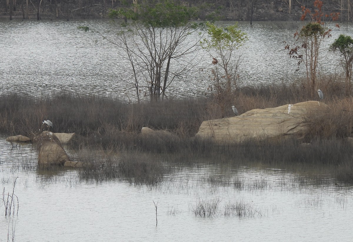 アオサギ - ML646610702