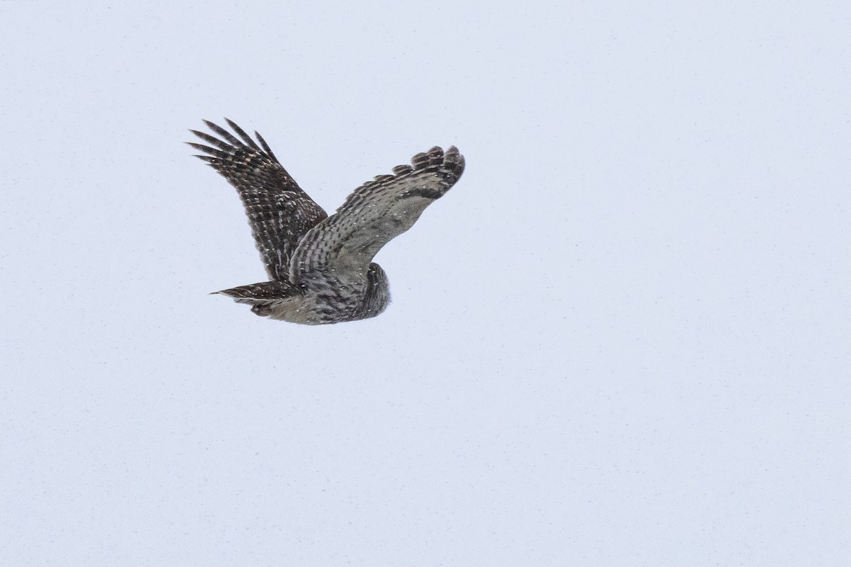 Barred Owl - ML646610704