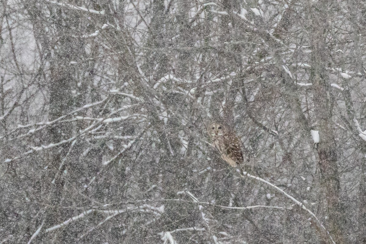 Barred Owl - ML646610705