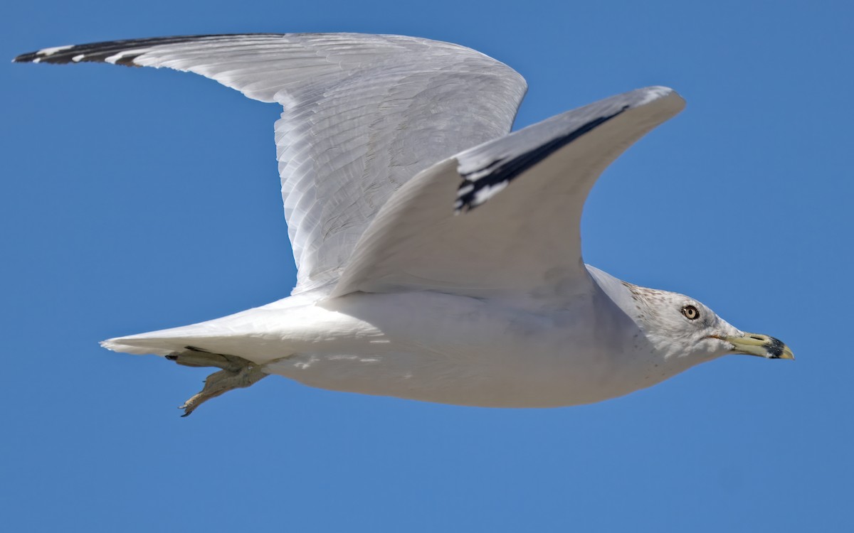 Ring-billed Gull - ML646610707
