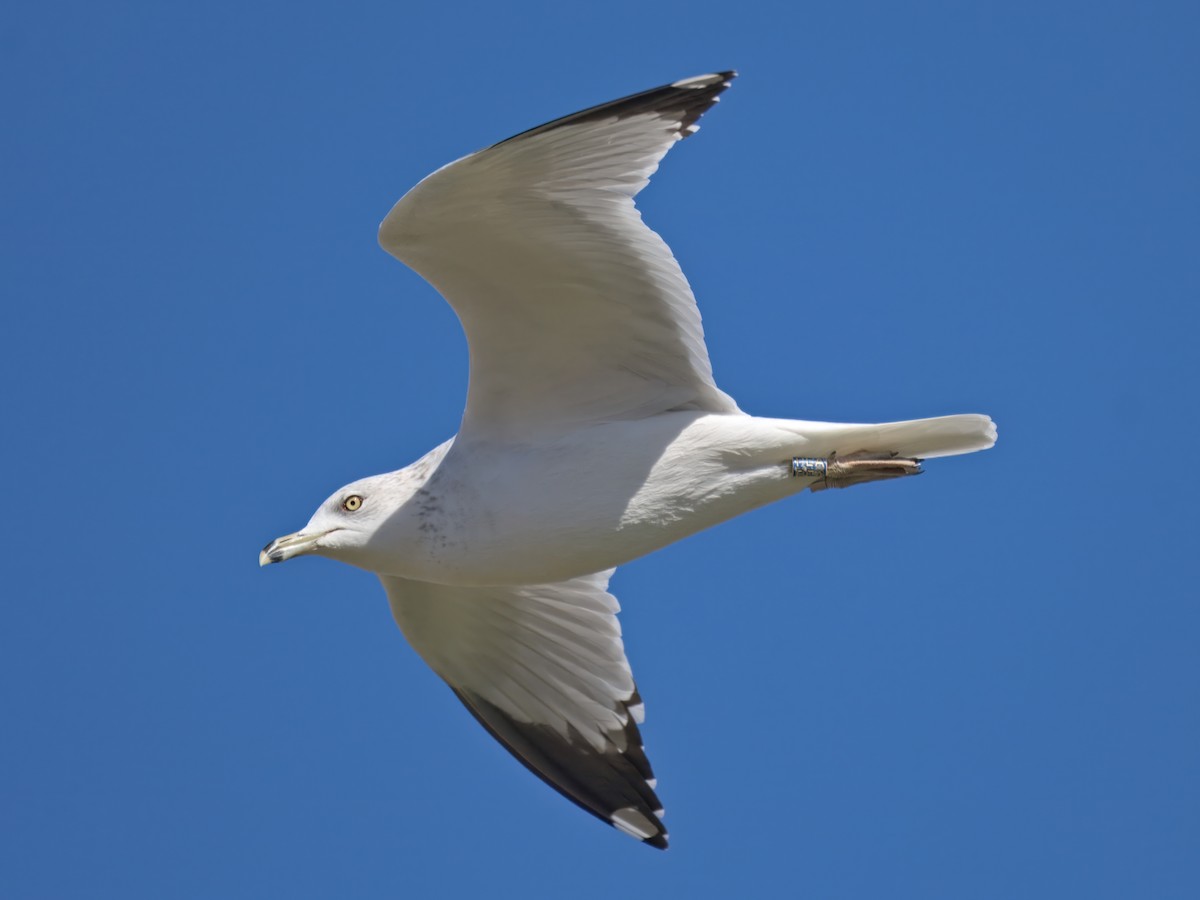Ring-billed Gull - ML646610708